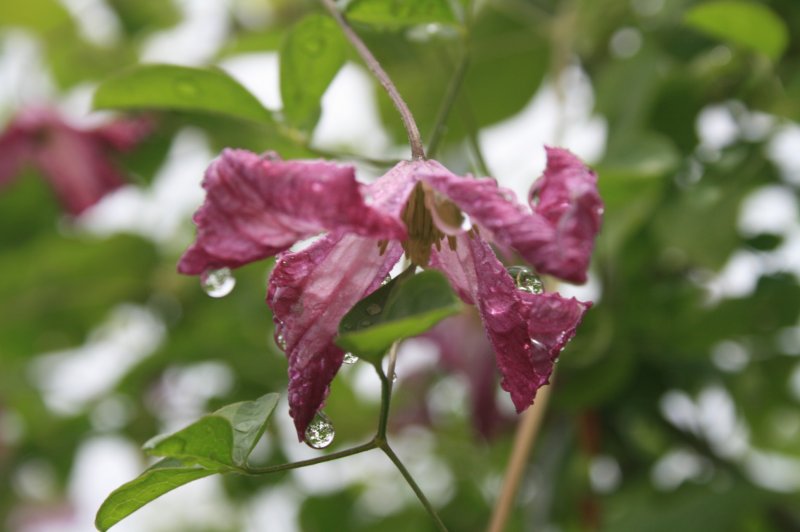 Clématite après la pluie.Gerard Huet